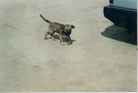 9 Weeks old :P