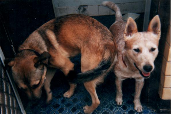 Kasper and Vixen together